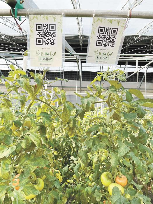 智慧大棚工人通過(guò)掃描二維碼，便可查詢當(dāng)前的作業(yè)情況。《中國(guó)新聞》報(bào) 魏寒冰 攝