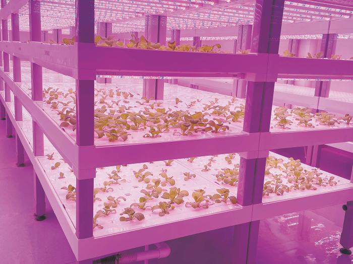 在物美植物工廠里，通過(guò)LED燈的照射，蔬菜散發(fā)勃勃生機(jī)。受訪者供圖
